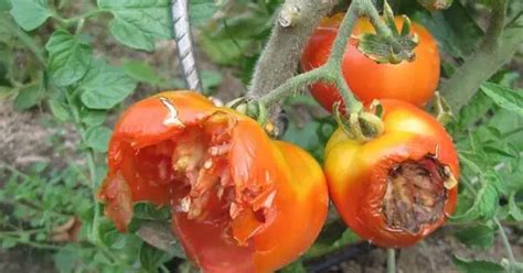 What Is Eating My Tomatoes The Complete Guide