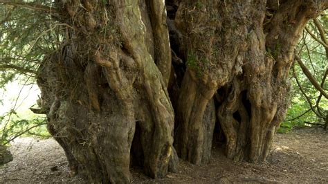 Ancient Trees Qanda National Trust
