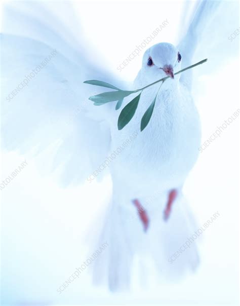 White Dove Carrying Olive Branch Stock Image Z8560006 Science