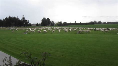 You have enough sheep to make between two or three cows, which is more than enough for five acres to handle. how many sheep can you put on 2 acres - YouTube