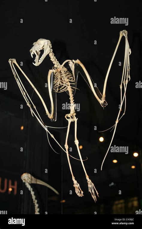 Skeleton Of A Vampire Bat Pteropus Sp Stock Photo Alamy
