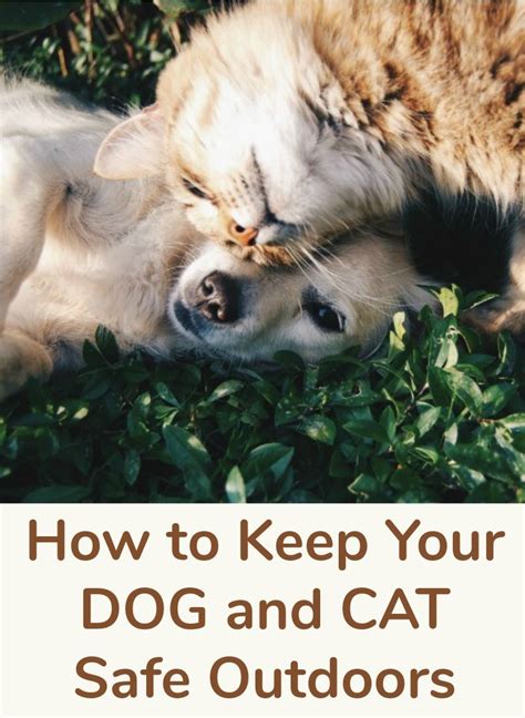 How To Keep Your Dog And Cat Safe Outdoors Kittens And Puppies