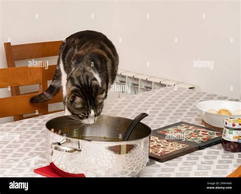 Jerusalem Israel April Eine Hauskatze Schleicht Sich An Den Esstisch Und Isst Aus