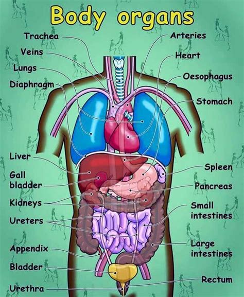 English Vocabulary Parts Of The Body And Face Internal Organs