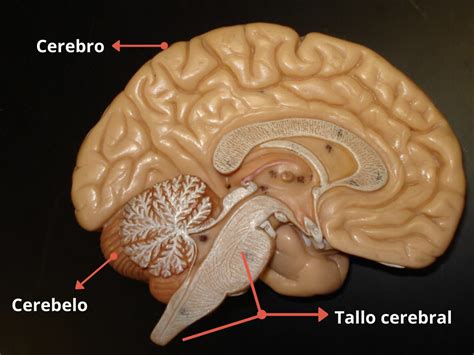 Sistema Nervioso Central Qué Es Funciones Y Partes Explicadas