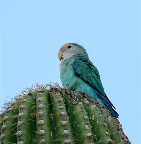 Peach Faced Lovebirds In Phoenix Az Parrots In Cactus Roads Less
