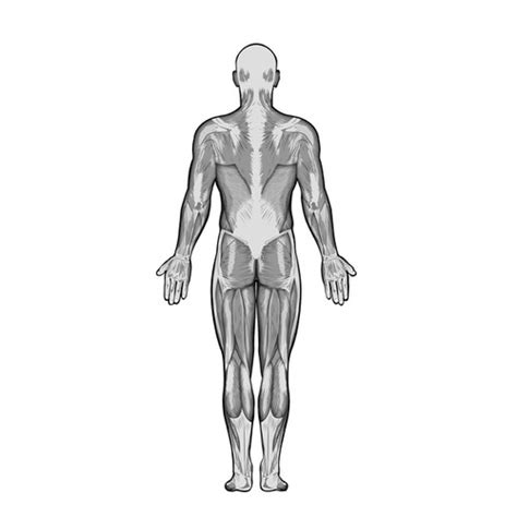 Full Body Muscle Diagram For Professional Massage Charting