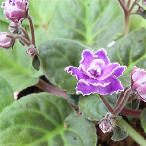 African Violet Diseases And Fungus Causes And How To Fix
