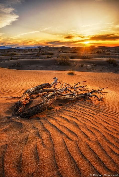 Wowtastic Nature The Life Of A Tree In The Desert On 500px By Behnam