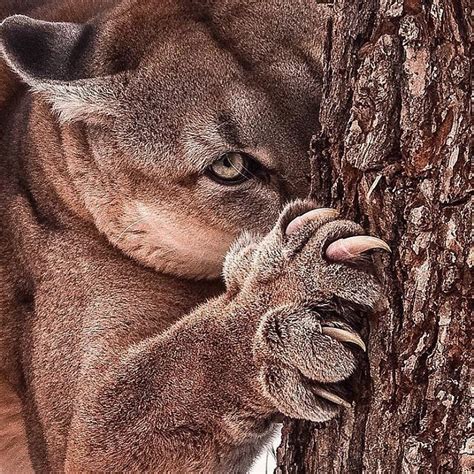 Image Result For California Mountain Lion Claws Animals Wild Animals