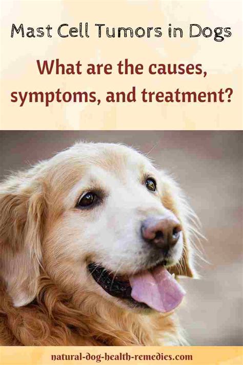 Are Mast Cell Tumors In Dogs Deadly