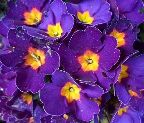 Purple And Yellow Flowers Names And Pictures Know Your Flowers 4