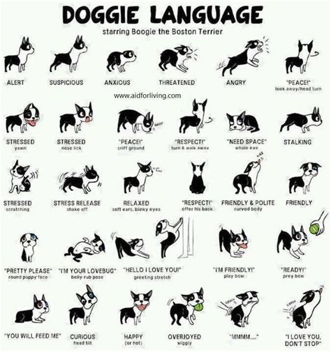 Doggie Language Dog Body Language Dog Language Dog Life Hacks