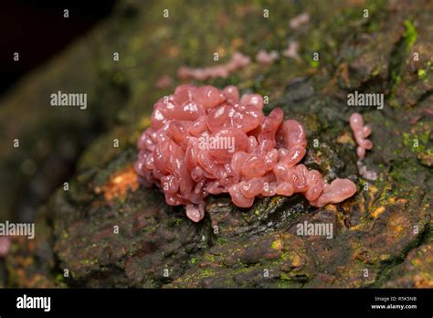 Purple Jellydisc Fungus Ascocoryne Sarcoides Growing On A Fallen Tree