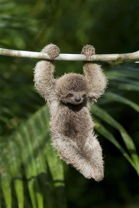 International Sloth Day 21 Things You Never Knew About