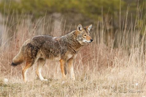Eastern Coyote Taken At Brecksville Reservation Ohio Joshua Clark