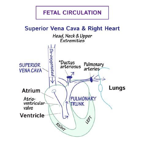 Embryology Glossary Fetal Circulation Draw It To Know It