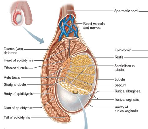 Testis And Spermatogenesis A Cross Section Of A Testicle