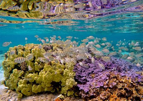 Hawaiis Papahānaumokuākea To Become The Worlds Largest Marine