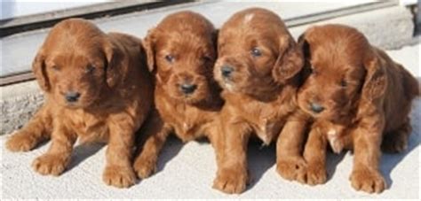 We are a top goldendoodle breeder in north carolina offering goldendoodle puppies for sale. Dark Red | Mini Irish Goldendoodle Puppies