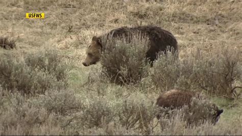 Yellowstone Np Biologists Report First Bear Of The Year