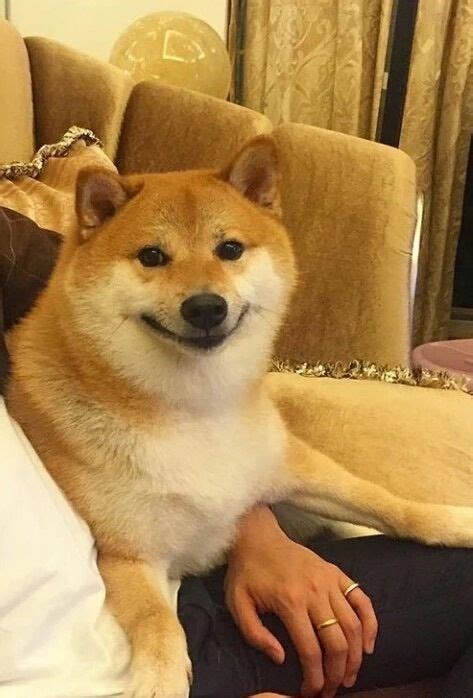 Adorable Shiba Inu Dog Smiling Cute Dogs Cute Funny Animals Cute