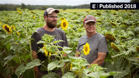 A Sunflower Farm Invited Tourists It Ended Up Like A ‘zombie