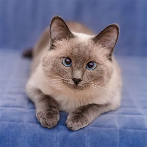 Lilac Point Siamese Cats 3 Interesting Facts