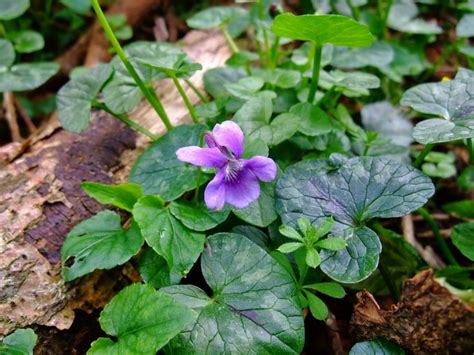 Sweet Violet Sweet Violets Magickal Herbs Trees To Plant
