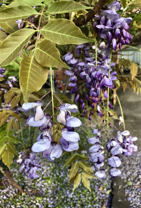 Some Call It A Nuisance But Chinese Wisteria Wins Hearts When It