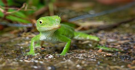 Anole Lizard Learn About Nature