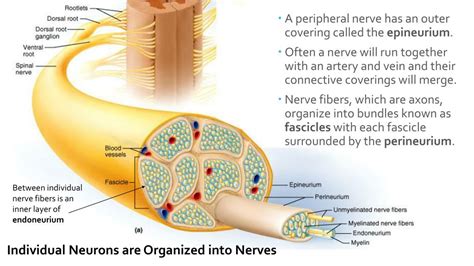 Sensory Nerve Fibers