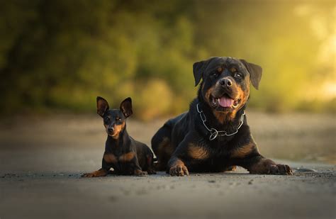 60 Rottweiler Hd Wallpapers And Backgrounds