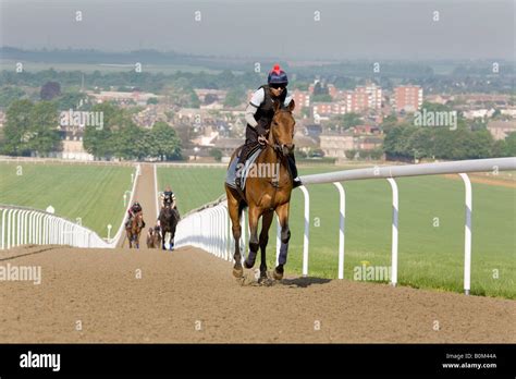 Racehorses And Their Jockeys Ride Up The Heath Newmarket Gallops