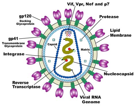 B HIV Attachment And Host Cell Entry Medicine LibreTexts