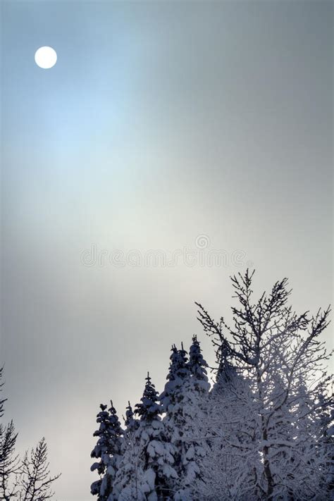 Snow Trees Mountain Ski Lodge Alpental Washington Stock Photo Image