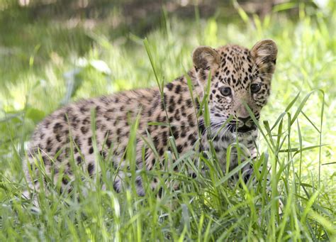 Amur Leopard Information Wildcats Conservation Alliance