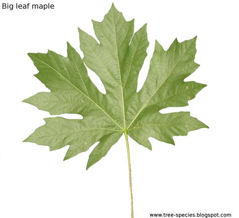 The World´s Tree Species Bigleaf Maple Leaf