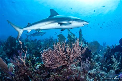 Sharks Near Coral Reef