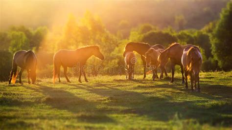 Horses On Pasture At Sunset Stock Image Image Of Green Light 135317035