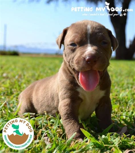When you have taken your cat's behavioral and health conditions in mind, it will be easier for you to narrow down your options of wet food until. These Are Top 5 Best Dog Food for Pitbull Puppies to Gain ...