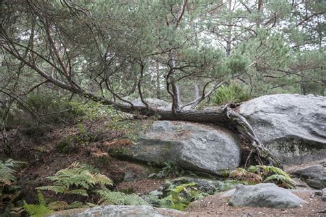 Free Images Landscape Tree Nature Path Rock Wilderness Branch