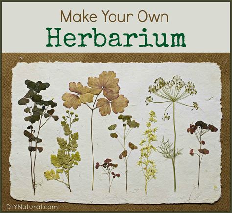 Make Your Own Herbarium Identification Book