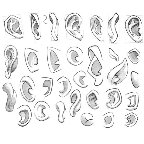 Learning Drawing Principles Ears