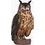 Eurasian Eagle Owl Cartoon Vector Clipart  FriendlyStock