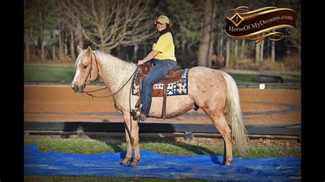 All Star Extremely Smooth Gorgeous Aqha Palomino Gelding Youtube