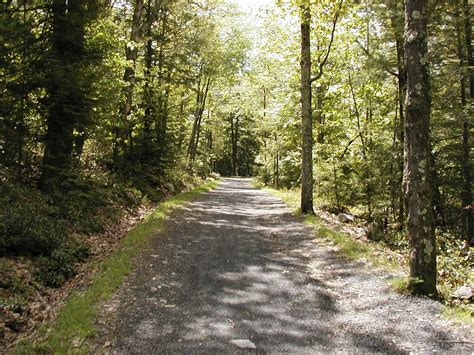 Perspective In A Forest 4 Free Photo Download Freeimages