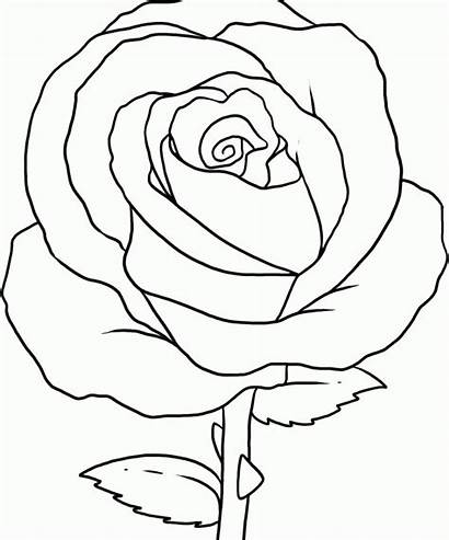 Coloring Rose Printable Sheets Flower Drawing Outline