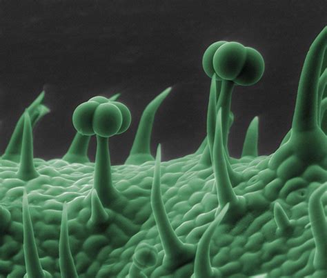 Amazing Photos Taken Under A Scanning Electron Microscope A Geckos