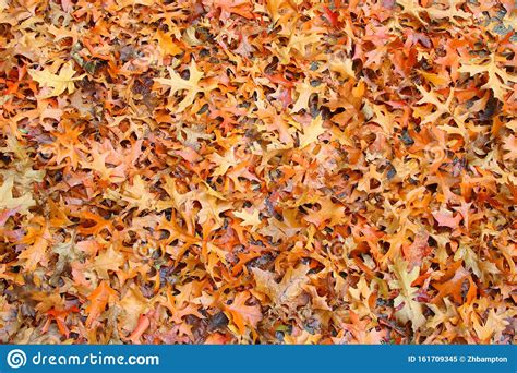 Золотые и коричневые осенние листья Стоковое Изображение - изображение ...